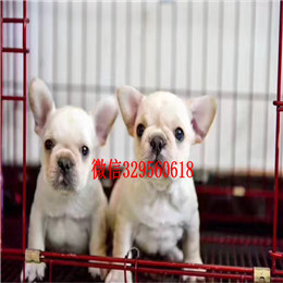  哈尔滨哪里有卖法国斗牛犬黑色法国斗牛犬双