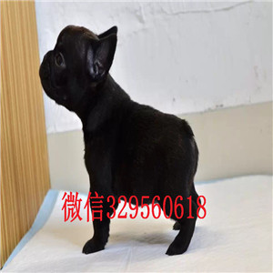  赤峰哪里有卖法国斗牛犬黑色法国斗牛犬一道