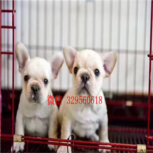  衡阳哪里有卖法国斗牛犬奶油色斗牛犬双血统