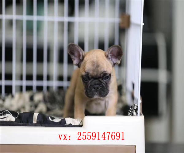 长沙哪里卖纯种法牛  长沙奶油色法牛怎么卖的