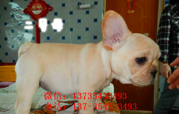 百色宠物狗犬舍出售纯种斗牛犬宠物狗市场哪里有卖狗