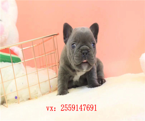 长沙哪里卖法国斗牛犬 长沙奶油色法牛怎么卖