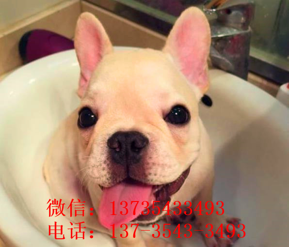 百色宠物狗犬舍出售纯种斗牛犬宠物狗市场哪里有卖狗