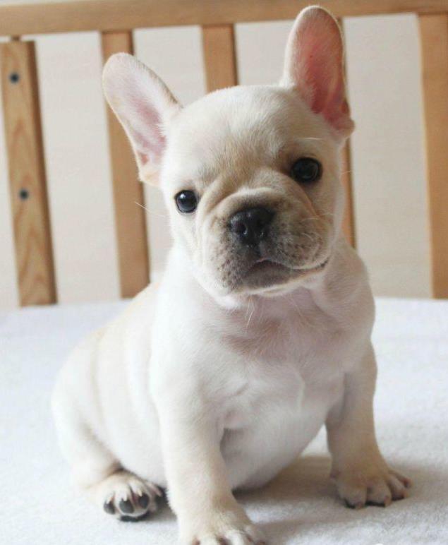 重庆宠物狗犬舍出售纯种斗牛犬 哪里有法斗领