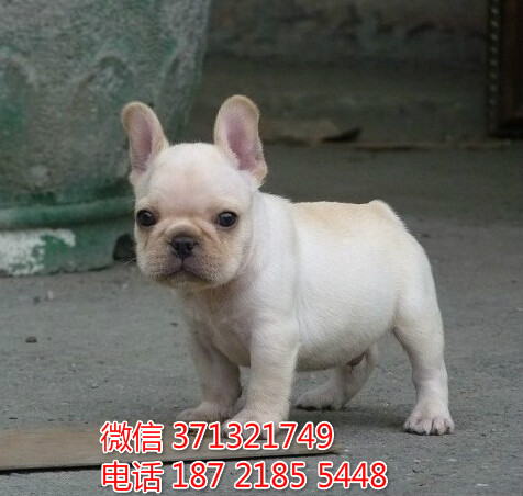 西安斗牛犬出售纯种，西安法斗出售 特价法国斗