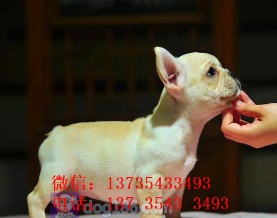 攀枝花宠物狗狗犬舍出售斗牛犬宠物狗市场在哪买狗卖狗