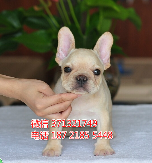 中山 特价 法斗犬出售纯种幼犬 大型哈士奇雪橇犬