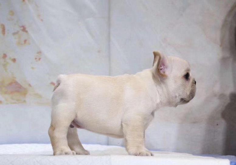 济南宠物狗犬舍出售纯种法牛 法斗哪里卖狗网