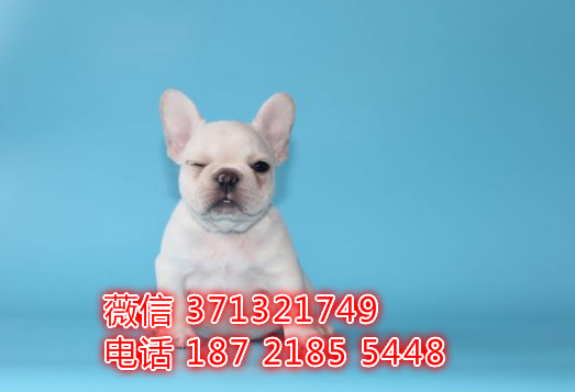 法斗出售 福州犬舍出售小法斗 法国斗牛犬 包健康