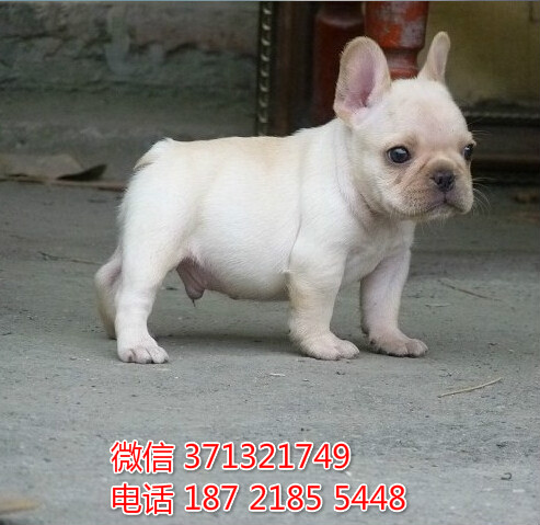 哈尔滨犬舍出售 斗牛犬狗狗幼犬 哈尔滨哪里有狗场