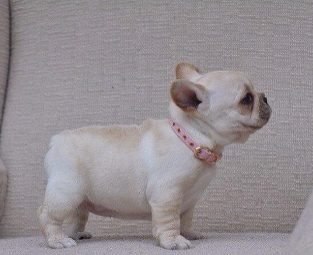 福州宠物狗犬舍出售纯种斗牛犬 狗市场在哪 哪