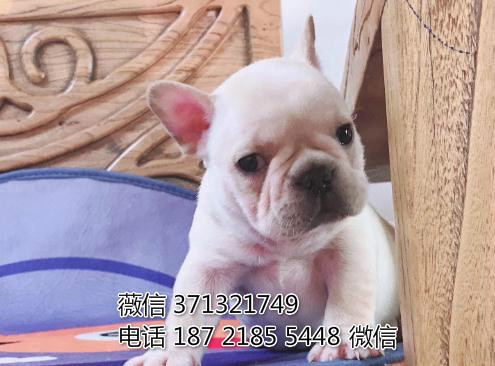 法斗出售纯种幼犬 深圳法国斗牛犬狗狗出售 疫