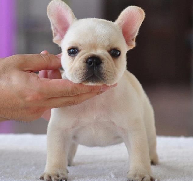 长沙宠物狗犬舍出售纯种法牛 法斗哪里卖狗网