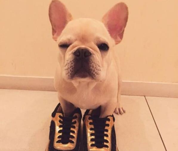 攀枝花宠物狗狗犬舍出售斗牛犬宠物狗市场在哪