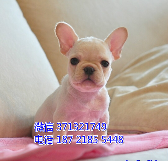 中山 特价 法斗犬出售纯种幼犬 大型哈士奇雪