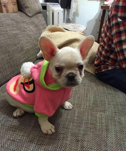 郴州宠物狗犬舍出售纯种斗牛犬宠物狗市场哪里