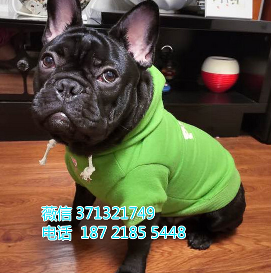 黑色的一窝法斗出售纯种，西安狗场，西安犬舍