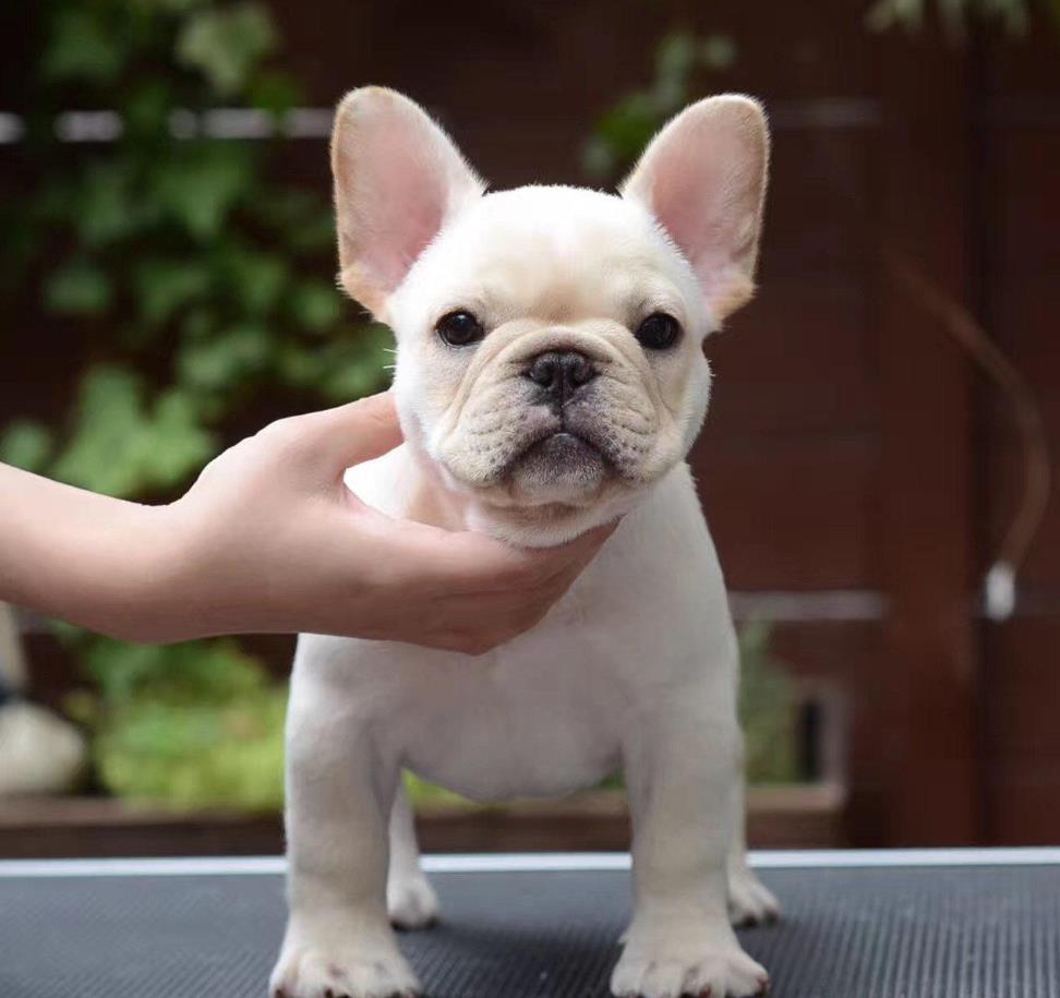 盐城宠物狗 犬舍直销斗牛犬 宠物狗市场在哪网