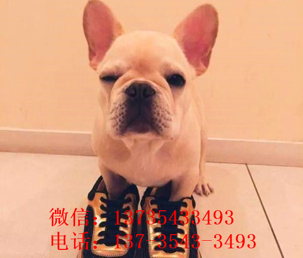 长春宠物狗狗出售纯种斗牛犬幼犬狗狗领养 可