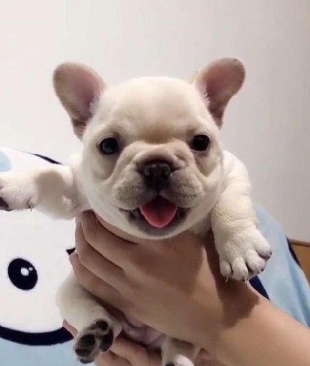 黑河宠物狗 犬舍直销斗牛犬 宠物狗市场在哪网