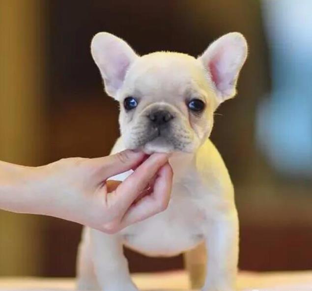 杭州宠物狗犬舍出售斗牛犬 狗市在哪买狗 哪里