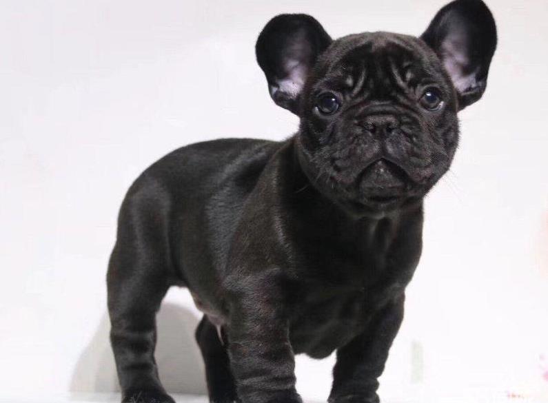 福州宠物狗犬舍出售纯种法牛 法斗哪里卖狗网