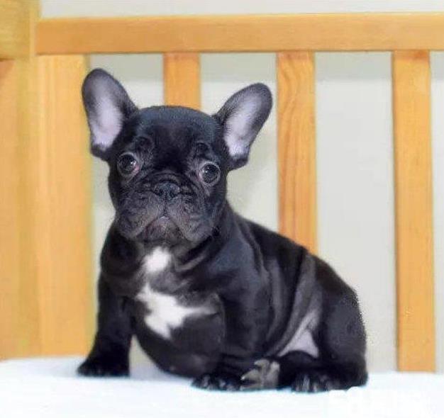 济南宠物狗犬舍出售纯种斗牛犬 哪里有法斗领