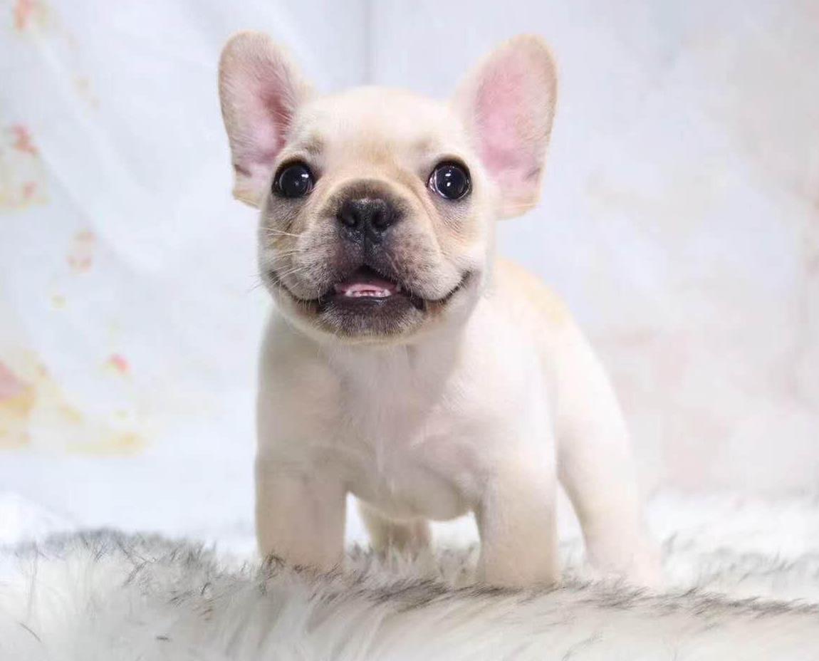 重庆宠物狗狗犬舍出售纯种斗牛犬法斗宠物狗市