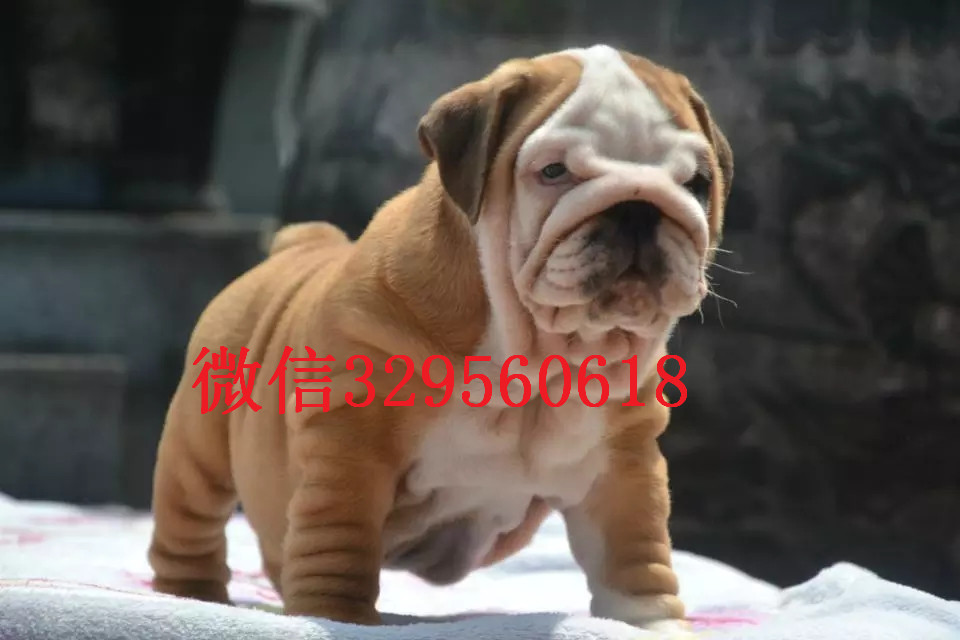  长沙纯种黄色英斗价格多少钱 纯白色英斗价格