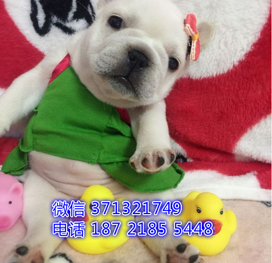 天津狗狗 斗牛犬出售 天津特价犬舍 全国发货