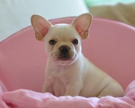 云南哪里卖纯种宠物犬 云南宠物网 云南狗狗网