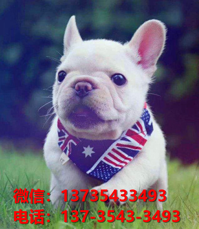 纯种法牛法斗幼犬 奶油色法斗出售大连犬舍狗场在哪里卖狗买狗地方