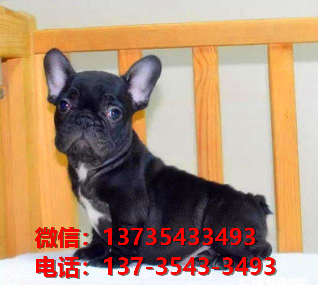 青岛宠物狗犬舍出售纯种法牛法斗哪里有宠物狗