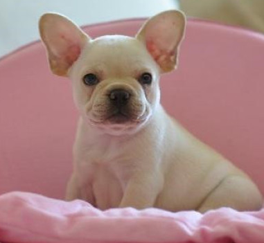 云南纯种法斗价格 云南哪里卖白色法国斗牛犬 