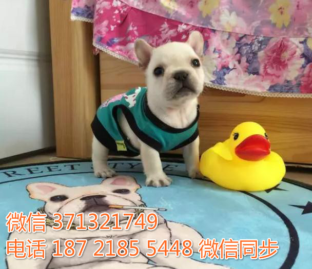 西安特惠 法国斗牛犬出售幼犬 西安哪里有卖狗