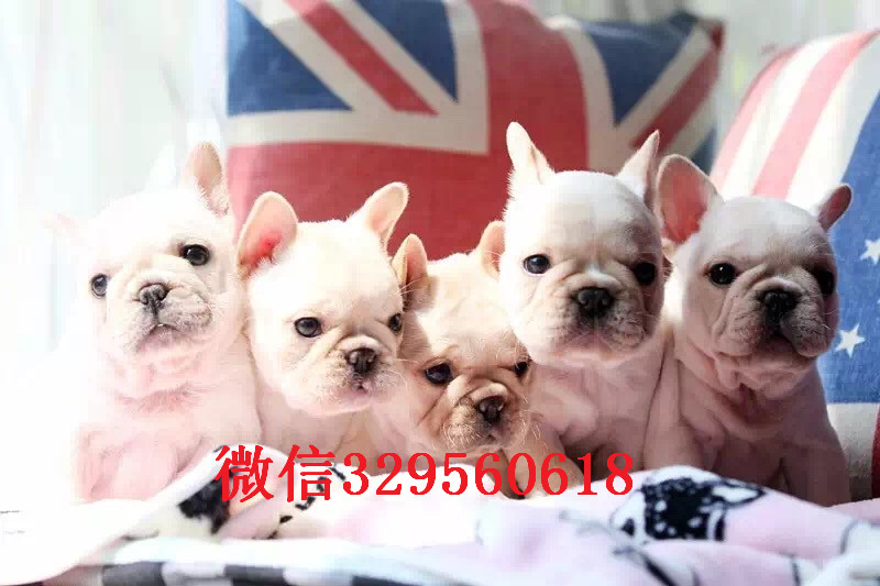  长沙哪里有卖黑色法斗犬 奶油色法斗价格 长