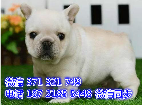 哈尔滨宠物狗狗 法斗出售 哈尔滨狗场繁殖 特价