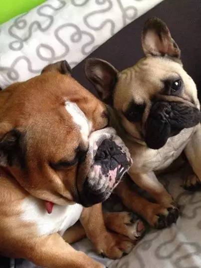 云南哪里有大型犬舍 云南哪里有大型养狗场 养