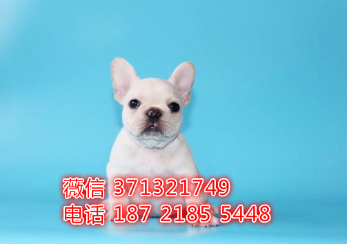 大连宠物 法斗犬出售纯种 大连犬舍在哪里 