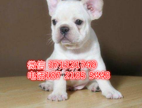 福州狗狗 斗牛犬出售纯种幼犬 福州犬舍 全国