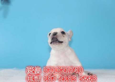 大连宠物 法斗犬出售纯种 大连犬舍在哪里 