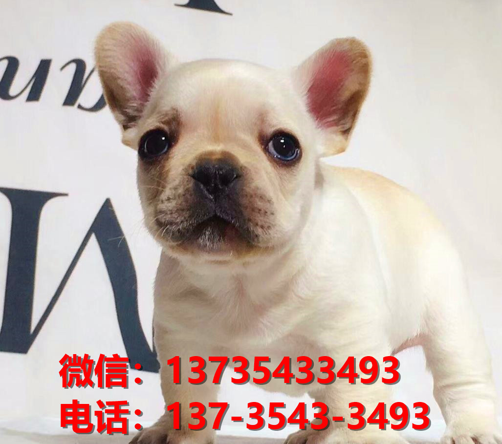 纯种法牛法斗幼犬 奶油色法斗出售 杭州犬舍狗