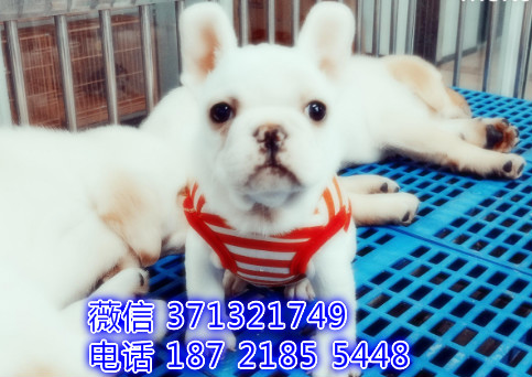 西宁犬舍 宠物狗狗出售 法斗犬狗狗 西宁犬舍