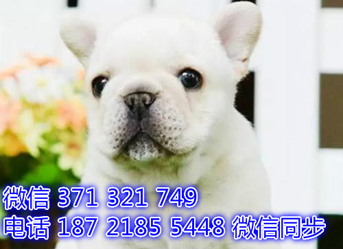 哈尔滨宠物狗狗 法斗出售 哈尔滨狗场繁殖 特