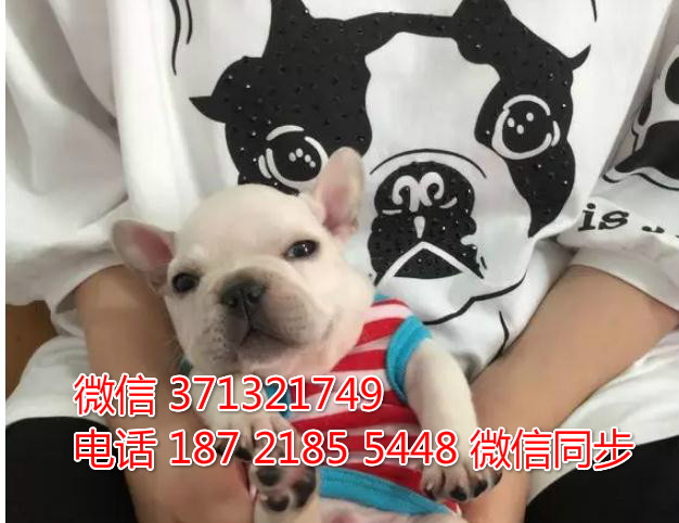 长沙宠物犬舍 斗牛犬出售 长沙大型繁殖基地