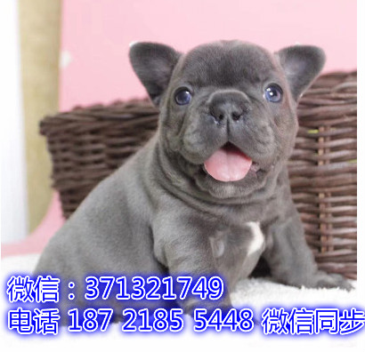 特价斗牛出售纯种幼犬 专业繁殖专业发货 可上