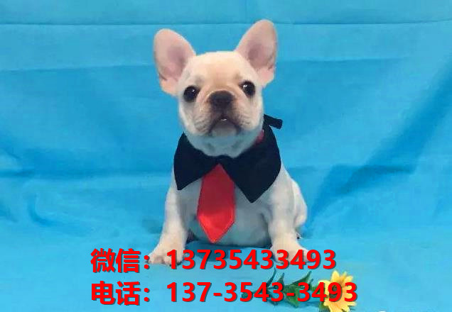 纯种法国斗牛犬幼犬 青岛犬舍哪里有卖法牛地方 法斗在哪买狗