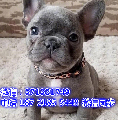 特价斗牛出售纯种幼犬 专业繁殖专业发货 可上门看判