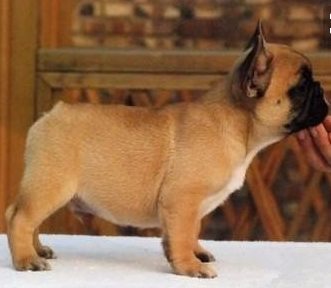 昭通大关县买法牛 云南本地狗场出售小法牛