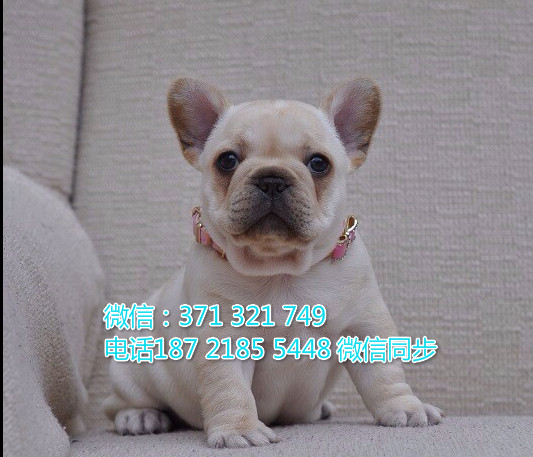 全国特惠斗牛纯种幼犬 支持上门 支持空运汽运 包健康月